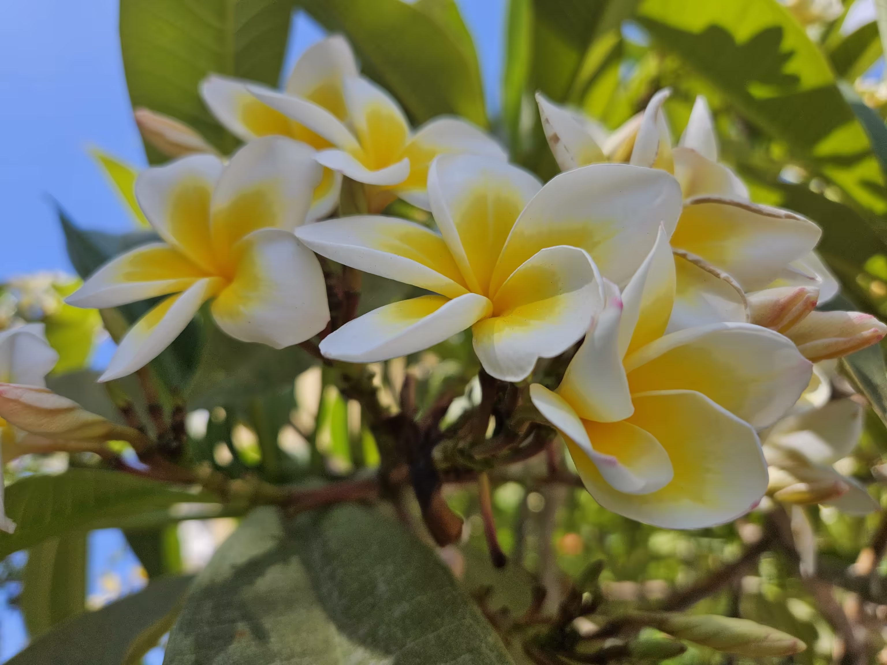 Mediterranean Flowers